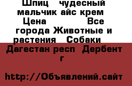 Шпиц - чудесный мальчик айс-крем › Цена ­ 20 000 - Все города Животные и растения » Собаки   . Дагестан респ.,Дербент г.